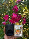 Duo Exotique : Brûleur & Fondants